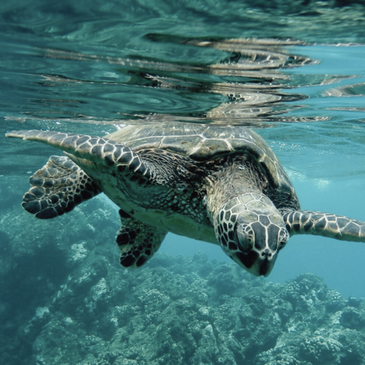 Protege el paraíso submarino: El Impacto positivo de la Crema Solar Natural en el Ecosistema marino